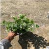 蕭山茉莉 精品苗 品種 規(guī)格 齊全 成活率 高 園林 綠化 工程
