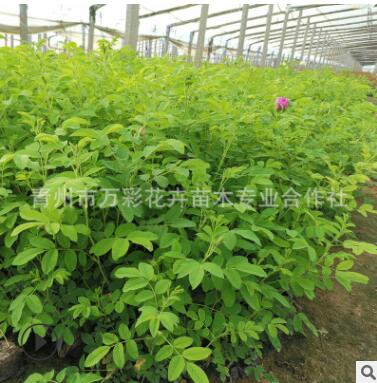 基地批發(fā) 四季玫瑰花苗 紫枝玫瑰 無刺盆栽杯苗 花灌木