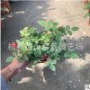 歐月 月季花 120盆 高度20-25 冠幅20-25 各種盆栽苗 成活率高