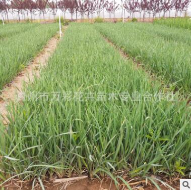 馬蘭花 馬藺 旱蒲 馬蓮盆栽杯苗 地被植物 耐鹽堿耐踐踏抗病蟲害