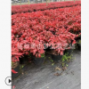 火焰南天竹 大小 都有 品種 規格 齊全 園林 綠化 景觀 樹木 直銷