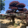 紅花繼木造型樁 精品樹 移栽苗 根系旺 成活率高 10-100公分