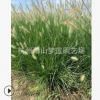 小兔子狼尾草 各種 水生 花卉類 工程綠化 蕭山 園林苗圃 直銷