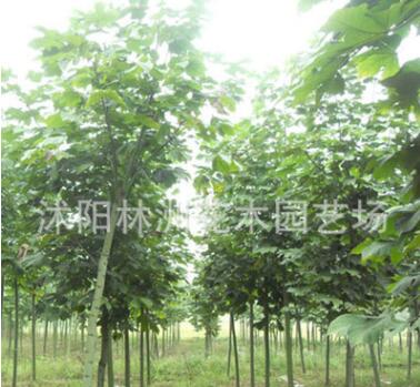 青桐樹/梧桐樹價格