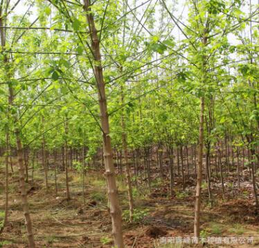 河南復葉槭/青竹復葉槭