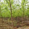 河南復葉槭/青竹復葉槭
