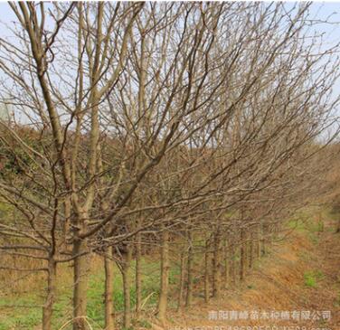 河南皂莢樹/皂角樹