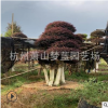 紅花繼木樁精品造型 飽滿 優質苗 蕭山 苗圃 園林 綠化 工程苗