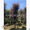 紅花繼木柱子 大小 都有 造園 園林 綠化 庭院 別墅 成活率高
