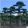 榆樹樁 精品 造型 綠化 工程 庭院 花卉 蕭山 苗木 苗圃 直銷