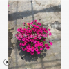 矮牽牛 精品 優質 花卉 庭院 成活率 高 園藝 綠化 直 銷 量多
