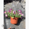 垂釣牽牛花 矮牽牛 花卉 品種 規格 齊全 蕭山 園林 綠化 工程苗