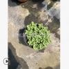 碰碰香 品種 規格 齊全 蕭山 園林 綠化 工程用苗 直銷 成活率高