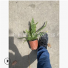 腎蕨波斯頓 優質 精品苗 規格 品種 齊全 蕭山 苗圃 苗木 直銷