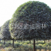 四川桂花，成都桂花，高桿桂花，精品桂花。