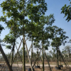 澳洲火焰木基地直供 園林樓盤綠化工程苗木