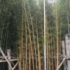 花圃直供盆栽黃金間碧玉竹綠籬圍墻假山小路綠化黃金竹