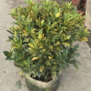盆栽變葉木 基地直供彩葉植物灑金榕 多種規格