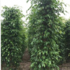 基地直銷垂葉榕 大型觀葉易種植耐旱綠籬苗木垂榕