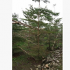 基地直銷大型行道樹小葉欖仁 樓盤遮陰苗木細葉欖仁