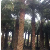 基地直銷中東海棗 易種植抗風耐堿棕櫚植物銀海棗