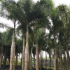 基地直銷棕櫚植物狐尾椰子 抗風易種植