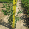 高速公路綠籬植物紅絨球 觀花灌木朱纓花