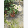 孤植片皆可白里透紅勒杜鵑 觀花極佳白里透紅三角梅