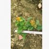 觀花極佳盆栽黃花勒杜鵑 孤植片植皆可黃花三角梅