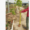 庭園假山陽臺攀援植物禾雀花 棚架綠廊綠亭露地餐廳植物油麻藤