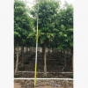 四季常青柳葉榕 例植排植皆可長葉榕