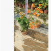 孤植片植皆可橙黃勒杜鵑 觀花極佳橙花三角梅 多花色勒杜鵑