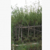孤植例植皆可垂柳 湖邊河邊池邊喬木　庭院花木柳樹