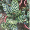 孔雀竹芋 藍花蕉 室內觀葉盆栽