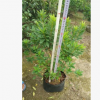 孤植群植均可錦繡杜鵑 觀賞花卉毛杜鵑