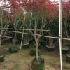 紅楓造型景觀樹 庭院景觀花定做