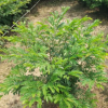 基地直銷紅絨球