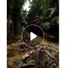 基地批發(fā)盆栽海南椰子樹 抗風(fēng)抗堿熱帶植物海南椰子