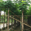 苗圃直銷 鳳凰木