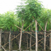 園林綠化 藍(lán)花楹