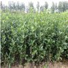 批發冬青小苗 綠化冬青球庭院綠化植物品種齊全