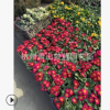 報春花 各種 規格 花卉 草本 植物 齊全 精品苗 成活率 高 園 林