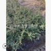 火棘小毛球 都有 土球好 冠幅好 成活率高 蕭山 苗圃