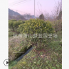 大葉梔子球 園林 綠化 樹木苗木土球 冠幅好 精品