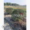 火棘球品種 規格 齊全 園林 綠化 工程 苗木 基地