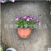角堇 精品 優質苗 根系旺 成活率高 品種 規格 齊全 庭院 花鏡