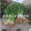 紫嬌花 10-30公分 草花類 園林 綠化 小區 庭院 品種齊全 蕭山苗