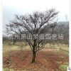 紅楓 1-35公分 園林 綠化 景觀 樹木 成活率 高 精品 優質 苗木