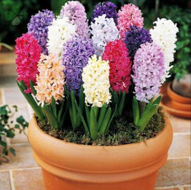 基地批發風信子種球 多色混批風信子大種球土培水培植物風信子