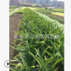 朱頂紅 高度10-60 園林 綠化 工程 道路 別墅 花園 庭院 用苗蕭山